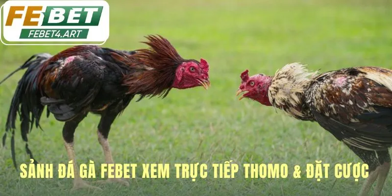 Sảnh đá gà febet tái hiện không khí sới gà chuyên nghiệp